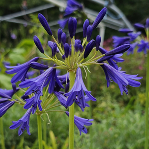 Storm Cloud Lily of the Nile, Agapanthus, Agapanthus praecox subsp. orientalis 'Storm Cloud'